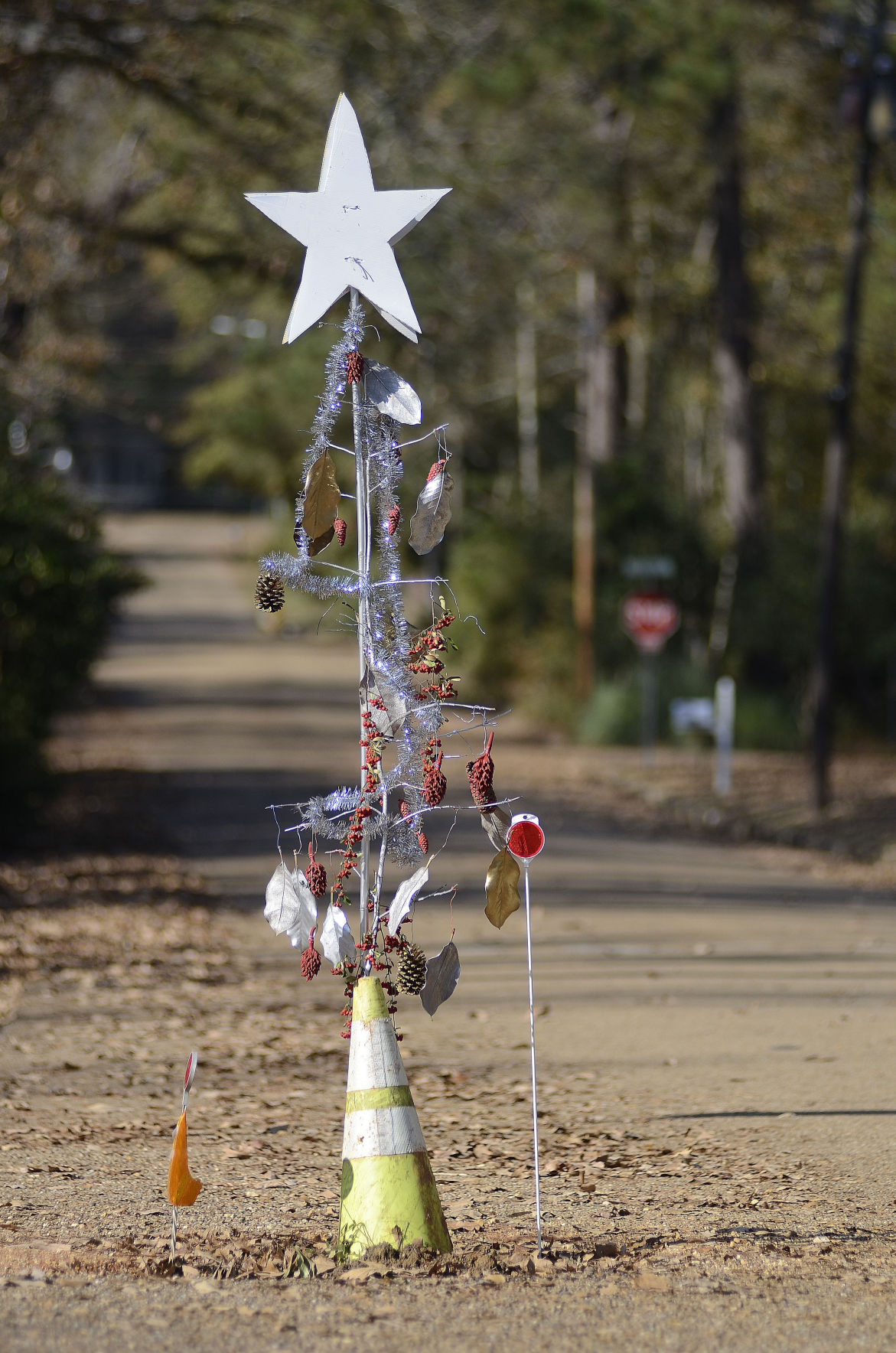 Pothole Tree